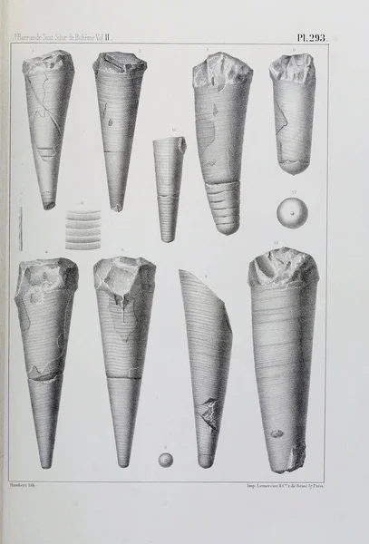 Иллюстрация Окаменелостей Старое Изображение — стоковое фото
