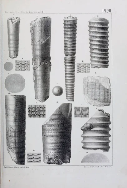 Illustrazione Fossili Vecchia Immagine — Foto Stock