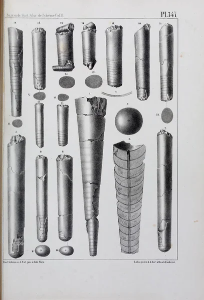 Иллюстрация Окаменелостей Старое Изображение — стоковое фото