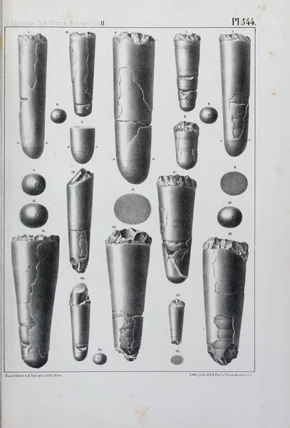 Illustratie Van Fossielen Oude Beeld — Stockfoto