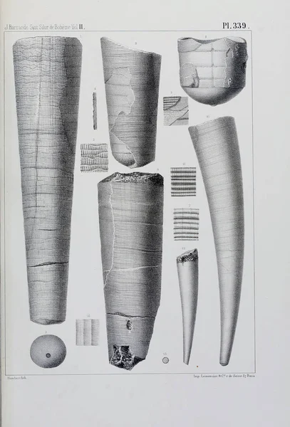 Иллюстрация Окаменелостей Старое Изображение — стоковое фото