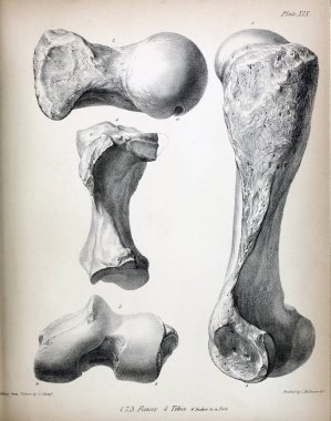 Fosiller Illustration. Eski resim