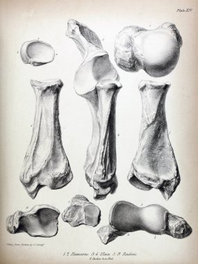 Fosiller Illustration. Eski resim