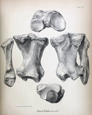 Fosiller Illustration. Eski resim