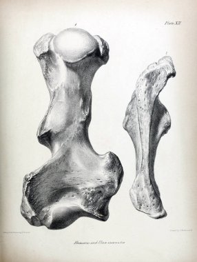 Fosiller Illustration. Eski resim