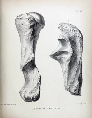 Fosiller Illustration. Eski resim