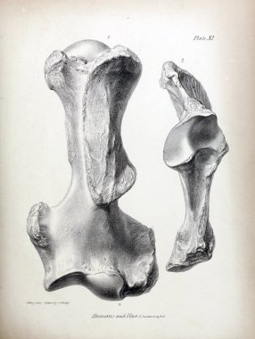 Fosiller Illustration. Eski resim