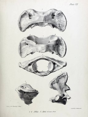 Fosiller Illustration. Eski resim