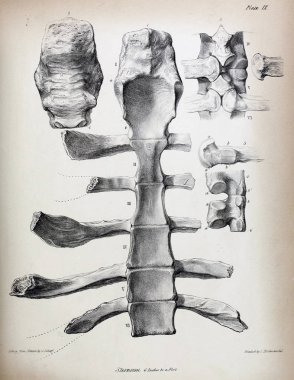Fosiller Illustration. Eski resim