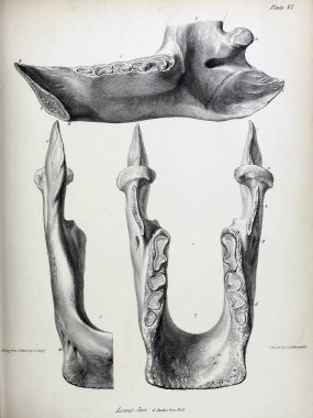 Fosiller Illustration. Eski resim