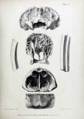 Fosiller Illustration. Eski resim