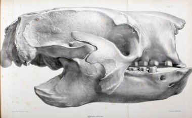 Fosiller Illustration. Eski resim