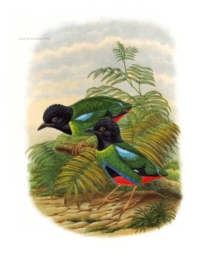 Pide kuş. Eski resim