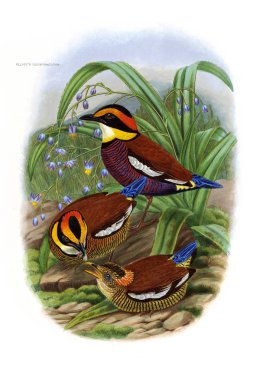 Pide kuş. Eski resim