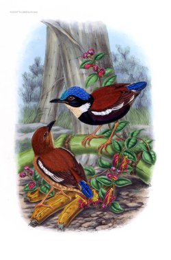 Pide kuş. Eski resim