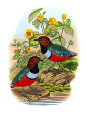 Pide kuş. Eski resim