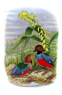 Pide kuş. Eski resim