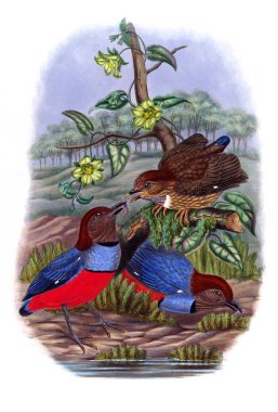 Pide kuş. Eski resim