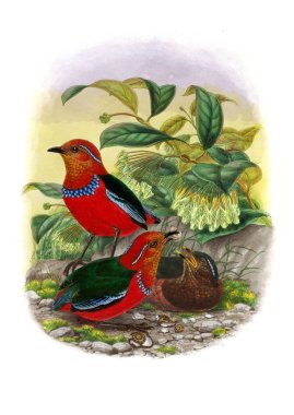 Pide kuş. Eski resim