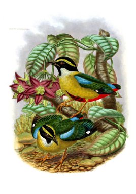 Pide kuş. Eski resim