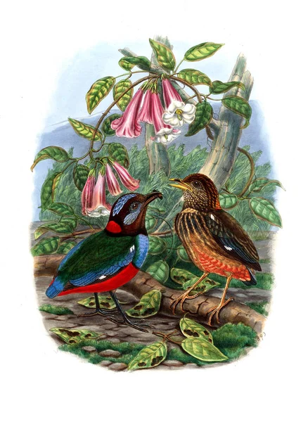 Pássaro Pitta Imagem Antiga — Fotografia de Stock