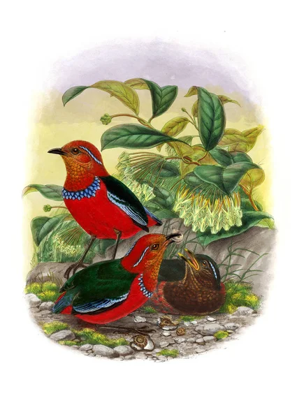 Pide kuş. Eski resim