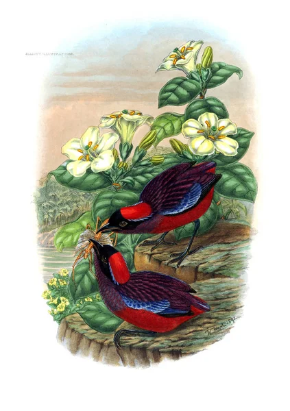 Πίττα Bird Παλιά Εικόνα — Φωτογραφία Αρχείου