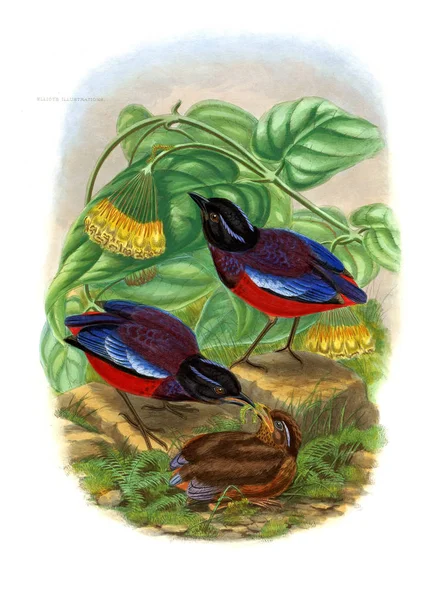 Uccello Pitta Vecchia Immagine — Foto Stock