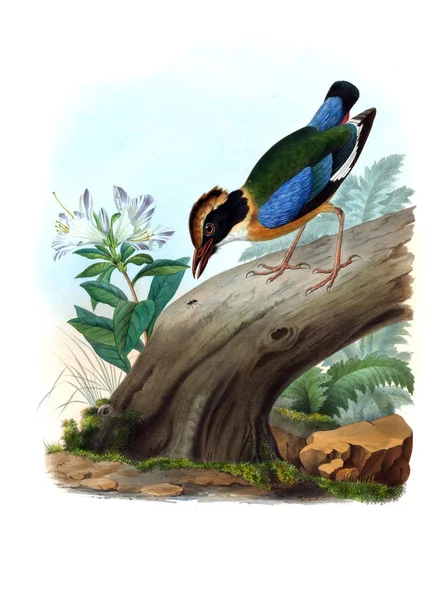 Pitta Bird Imagen Antigua —  Fotos de Stock