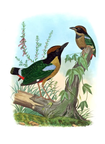 Pitta Bird Régi Kép — Stock Fotó