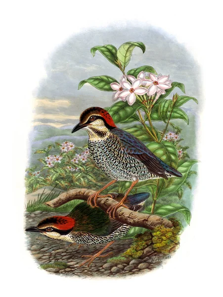 Pitta Bird Imagen Antigua —  Fotos de Stock