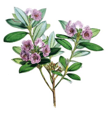 Bitki çizimi. Eski resim