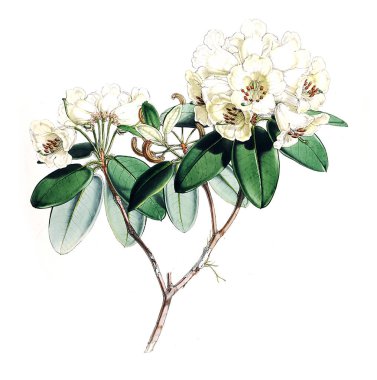 Bitki çizimi. Eski resim