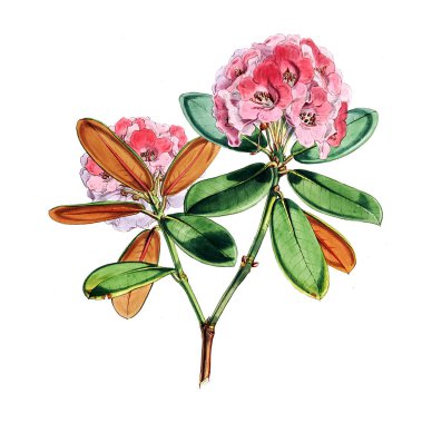 Bitki çizimi. Eski resim