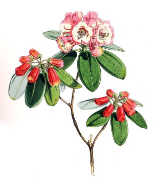 Bitki çizimi. Eski resim