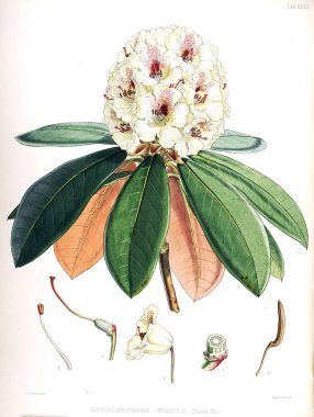 Bitki çizimi. Eski resim