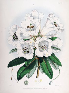 Bitki çizimi. Eski resim