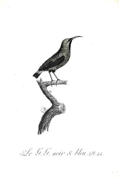 Ілюстрація Птаха Старе Зображення — стокове фото