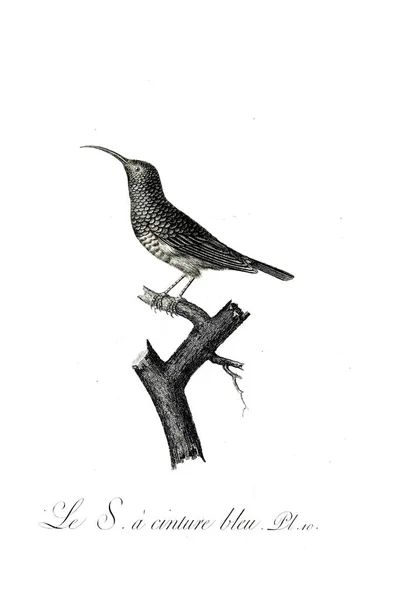 Illustration Oiseau Vieille Image — Photo