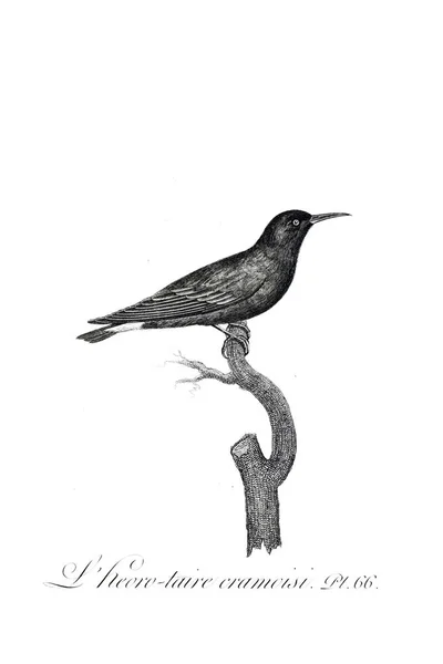鳥のイラスト 古いイメージ — ストック写真