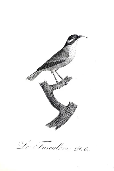 Ilustracja Ptaków Stary Wizerunek — Zdjęcie stockowe