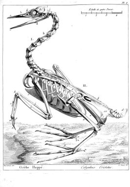 Kuş Illustration. Eski resim