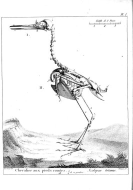 Kuş Illustration. Eski resim