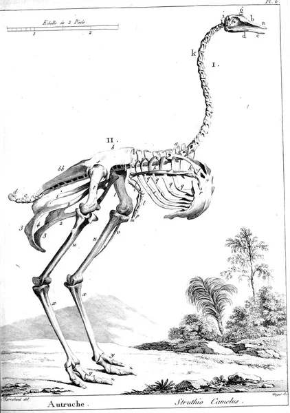 Illustration Fågel Gammal Bild — Stockfoto