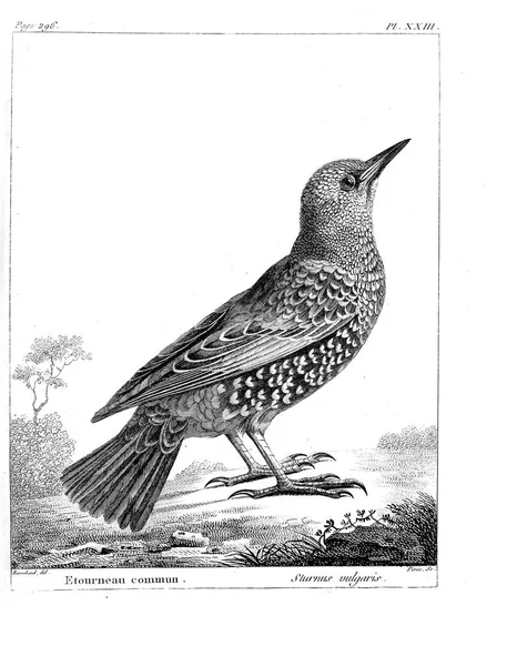 Vogeldarstellung Altes Bild — Stockfoto