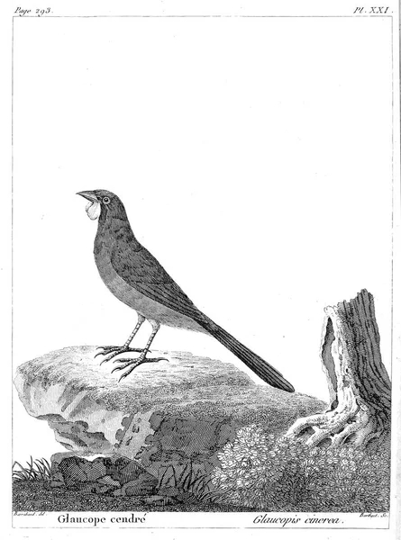 Illustration Oiseau Vieille Image — Photo