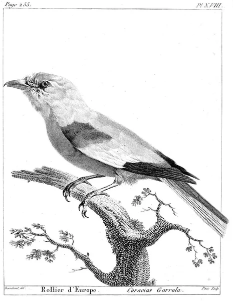 Ілюстрація Птаха Старе Зображення — стокове фото