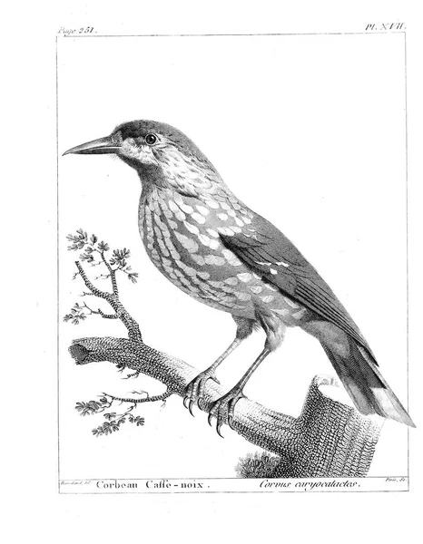 Vogeldarstellung Altes Bild — Stockfoto