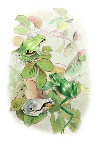 青蛙的例证 旧图像 — 图库照片