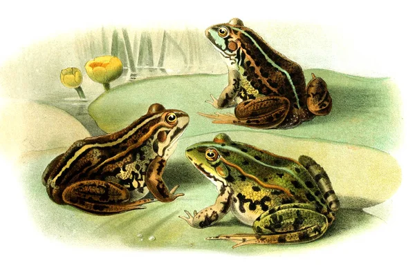 Illustration Grenouille Ancienne Image — Photo